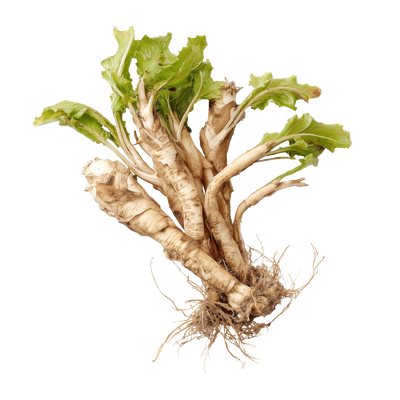 Ekstrakt z korzenia cykorii