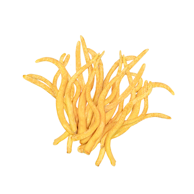 Grzybnia kordycepsu chińskiego