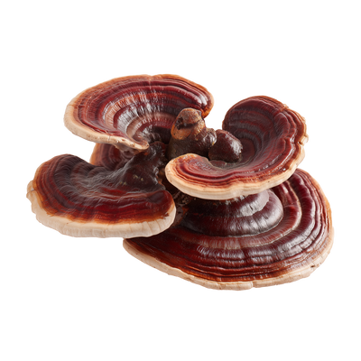 Owocniki lakownicy lśniącej