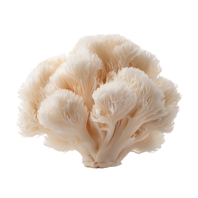 Owocniki soplówki jeżowatej